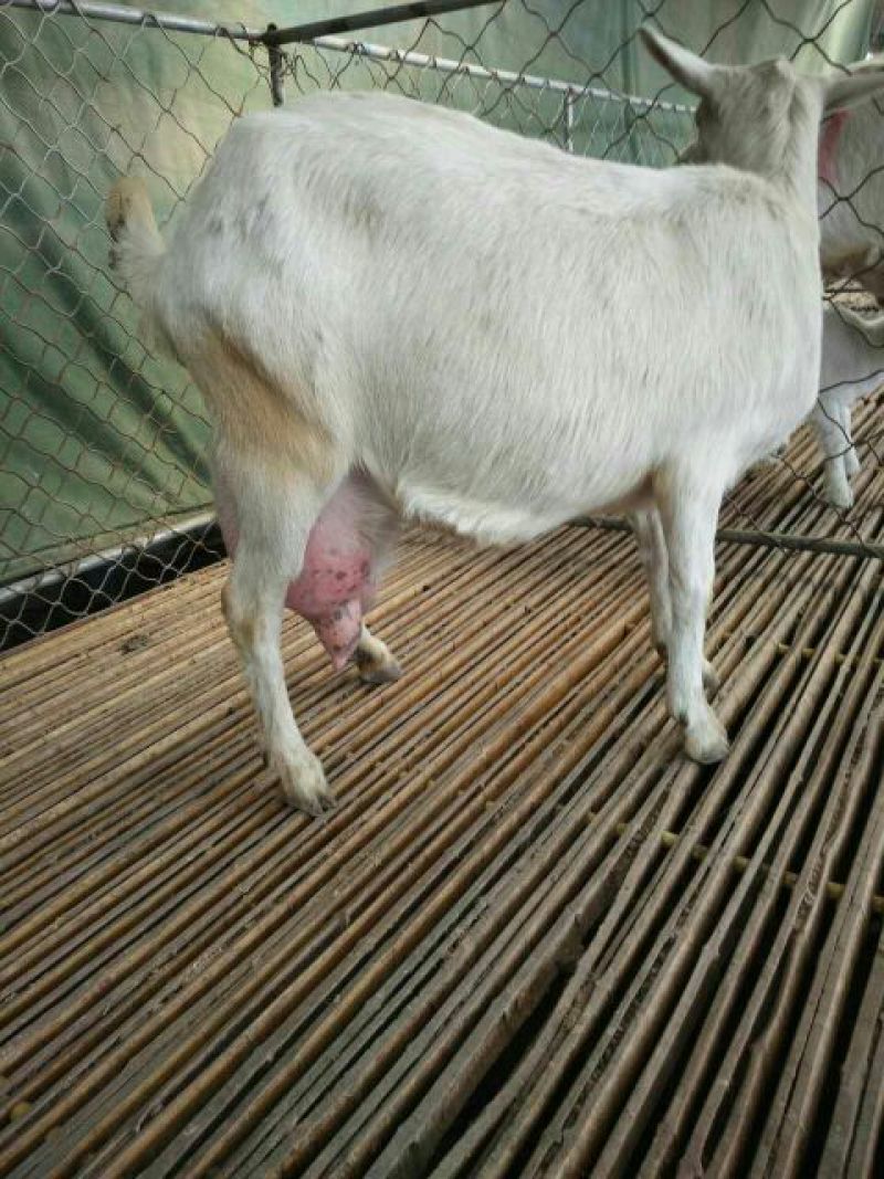 关中奶山羊60~80kg