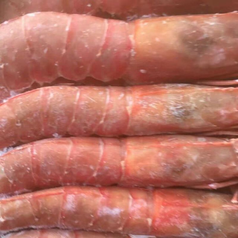 阿根廷红虾L1