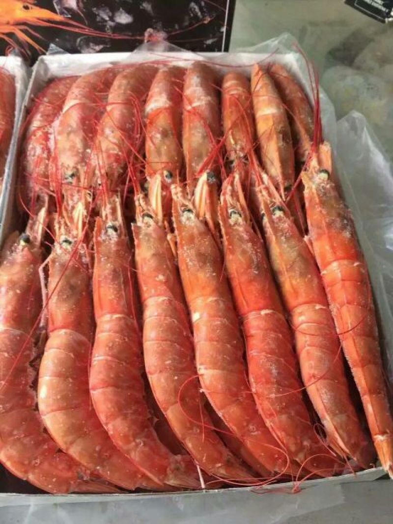阿根廷红虾L1