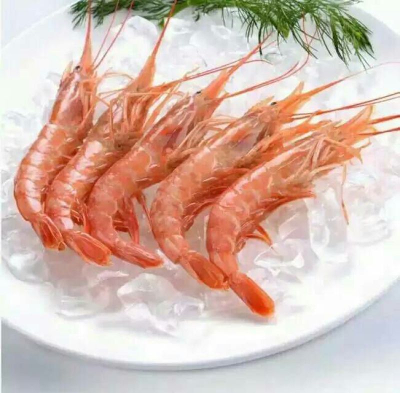 阿根廷红虾L1