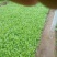 小叶茼蒿20~25cm