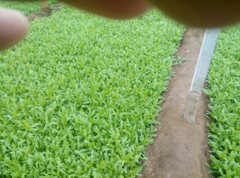 小叶茼蒿20~25cm