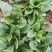 越冬菠菜10~15厘米