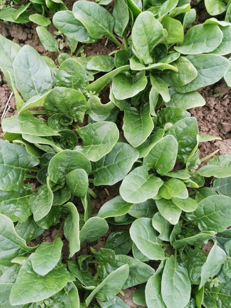 越冬菠菜10~15厘米