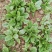 越冬菠菜10~15厘米