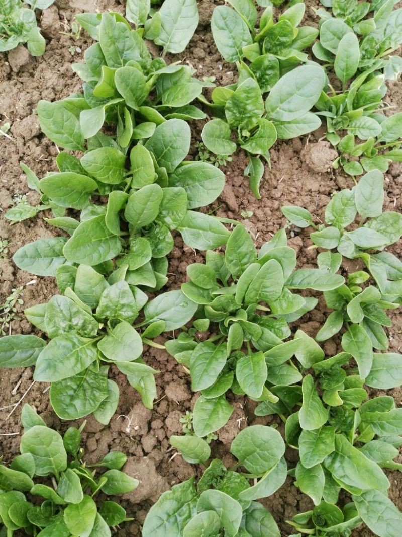 越冬菠菜10~15厘米