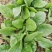 越冬菠菜10~15厘米