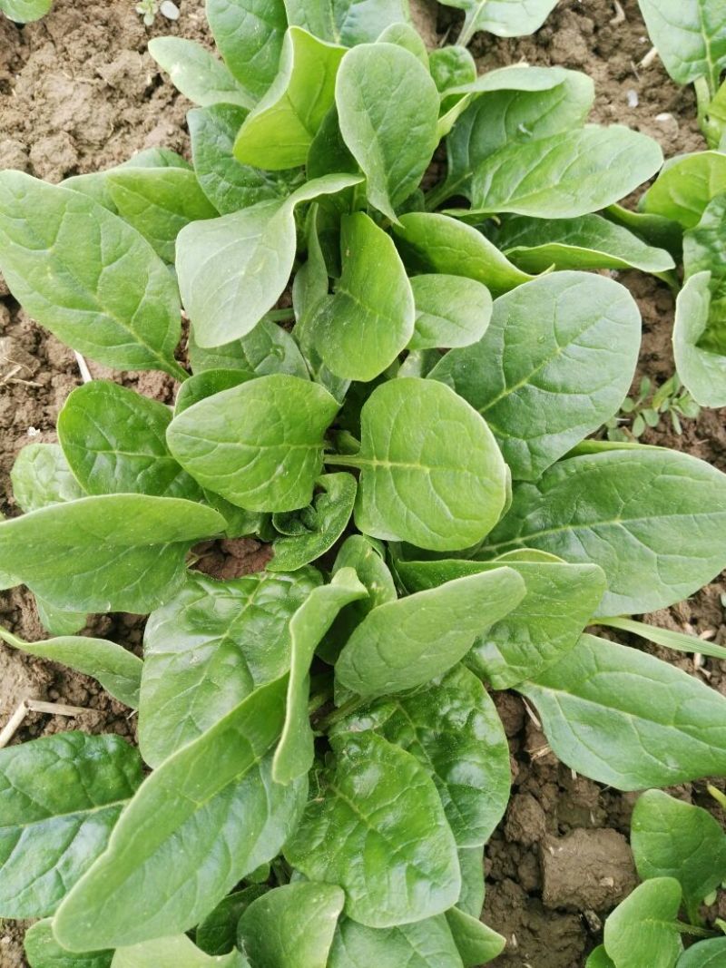 越冬菠菜10~15厘米