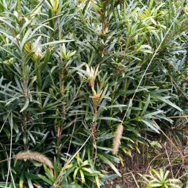 狭叶罗汉松苗20~30cm