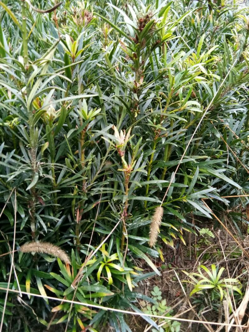 狭叶罗汉松苗20~30cm