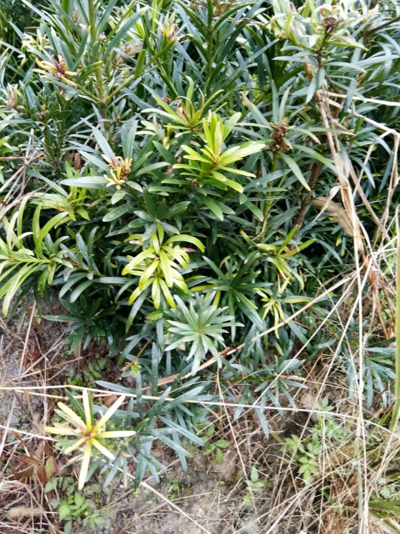 狭叶罗汉松苗20~30cm