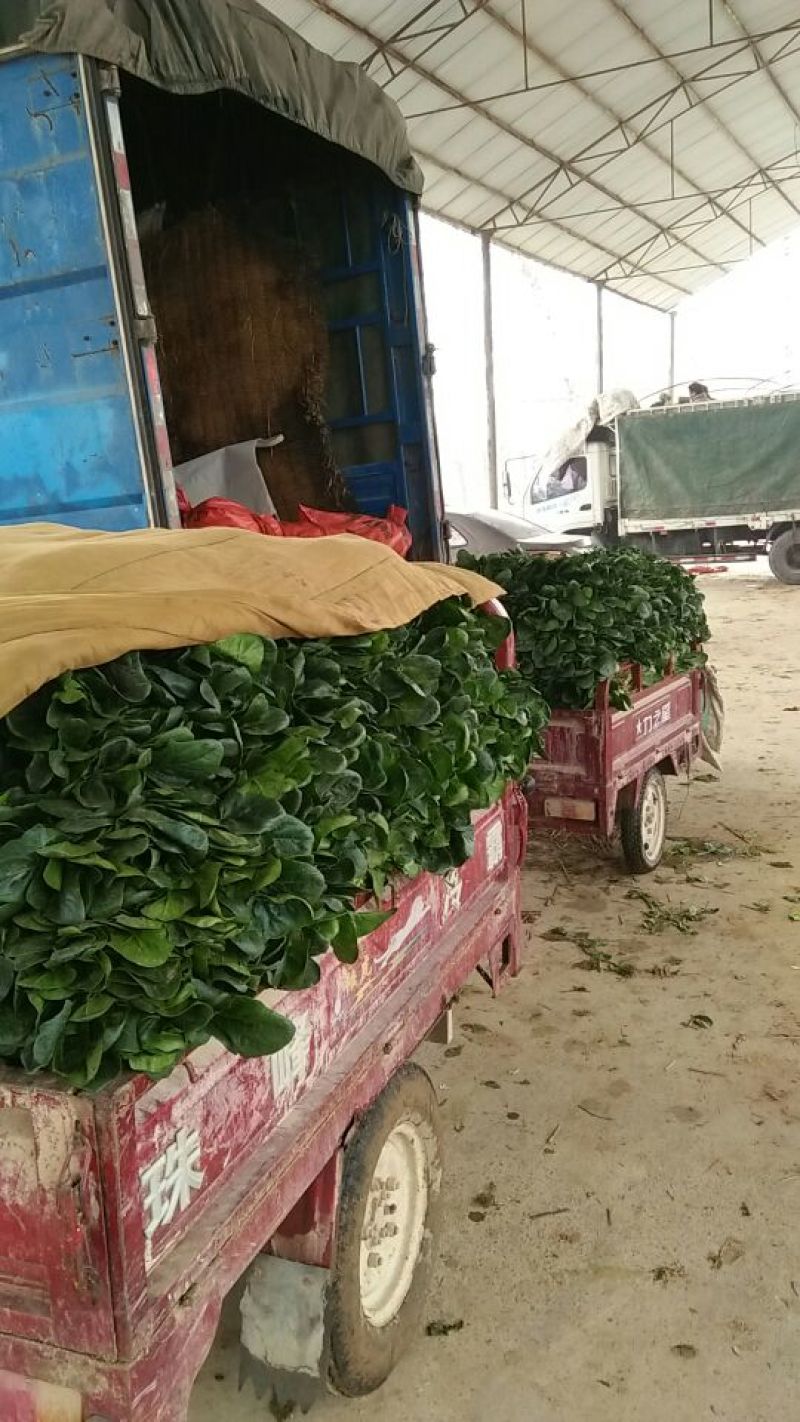 大叶菠菜25~30厘米，产地直供，大朋无公害绿色食品