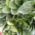 大叶菠菜25~30厘米，产地直供，大朋无公害绿色食品