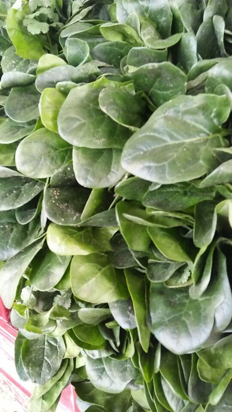大叶菠菜25~30厘米，产地直供，大朋无公害绿色食品