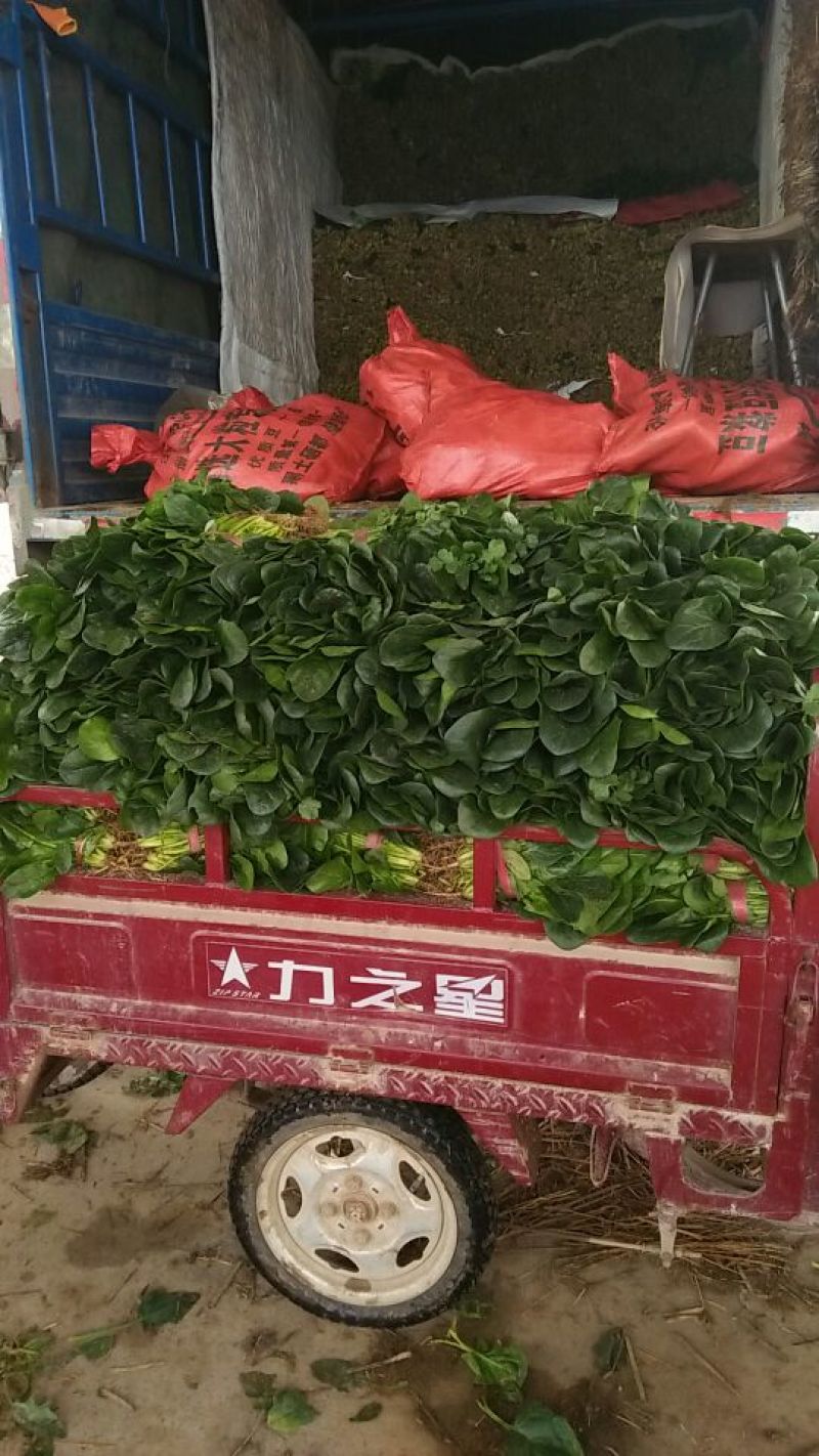 大叶菠菜25~30厘米，产地直供，大朋无公害绿色食品