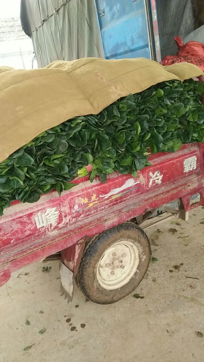 大叶菠菜25~30厘米，产地直供，大朋无公害绿色食品