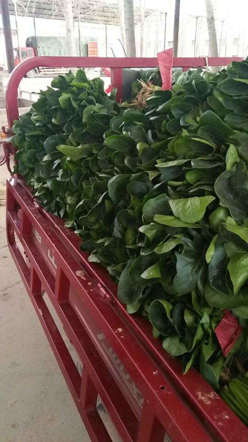 大叶菠菜25~30厘米，产地直供，大朋无公害绿色食品