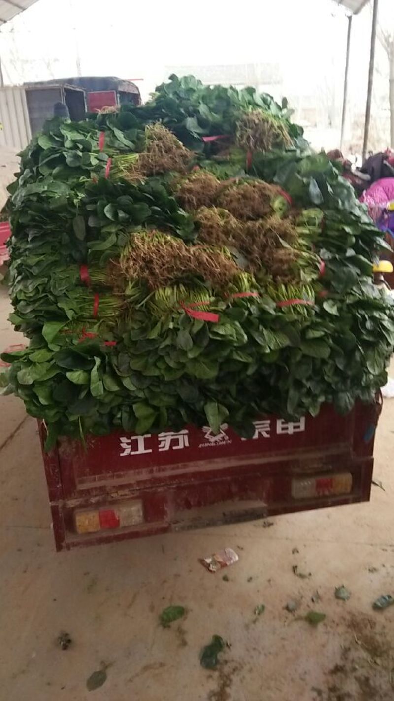 大叶菠菜25~30厘米，产地直供，大朋无公害绿色食品
