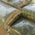 大叶菠菜25~30厘米，产地直供，大朋无公害绿色食品