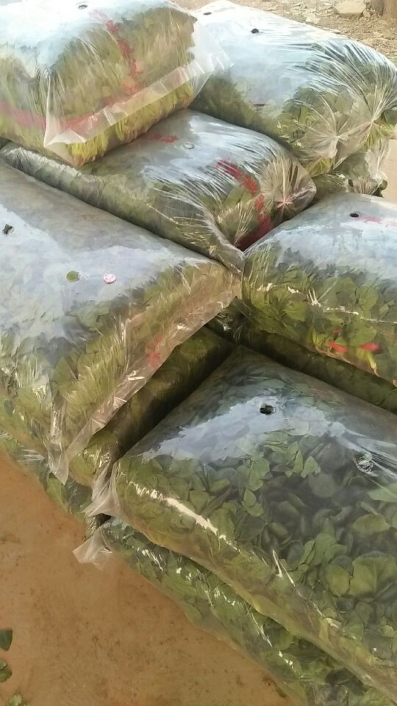 大叶菠菜25~30厘米，产地直供，大朋无公害绿色食品