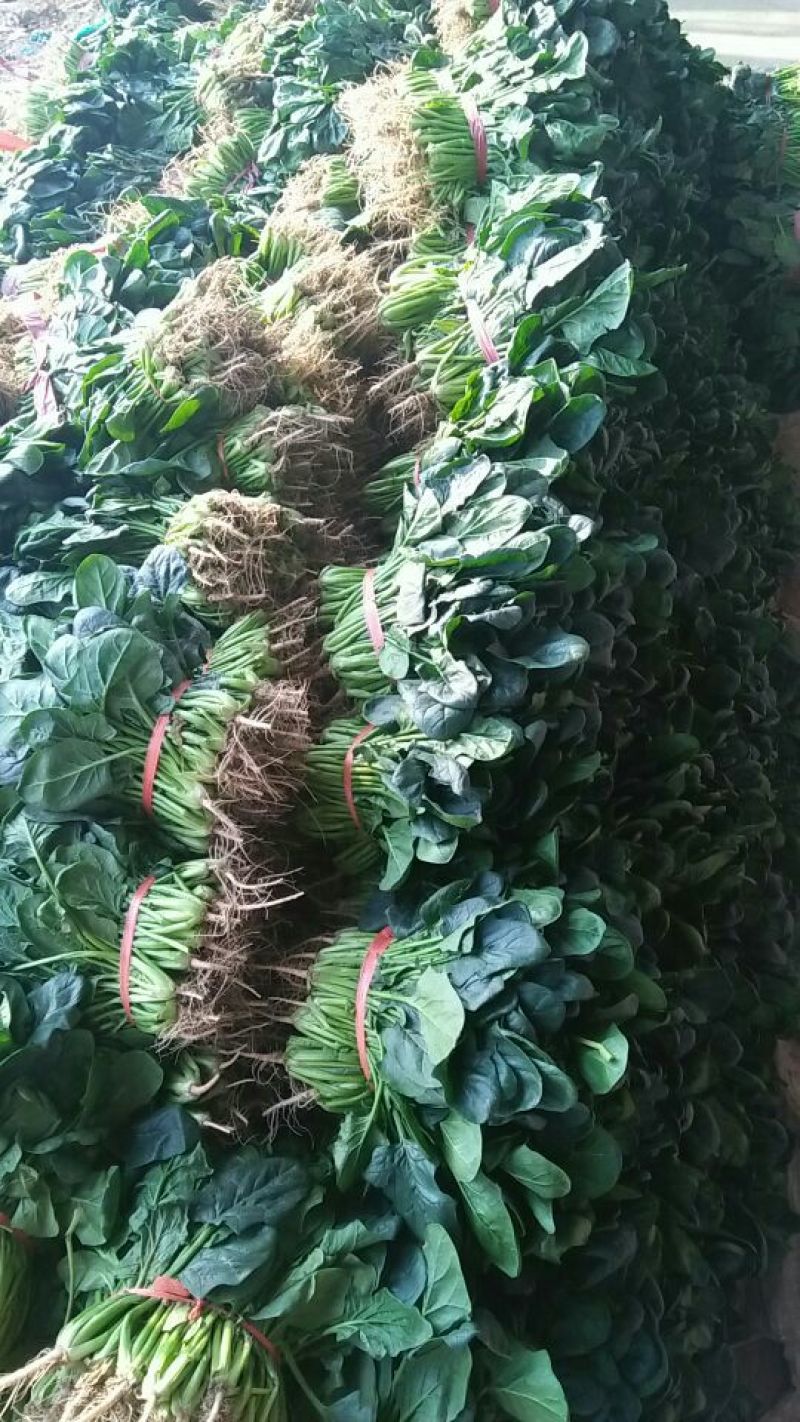 大叶菠菜25~30厘米，产地直供，大朋无公害绿色食品