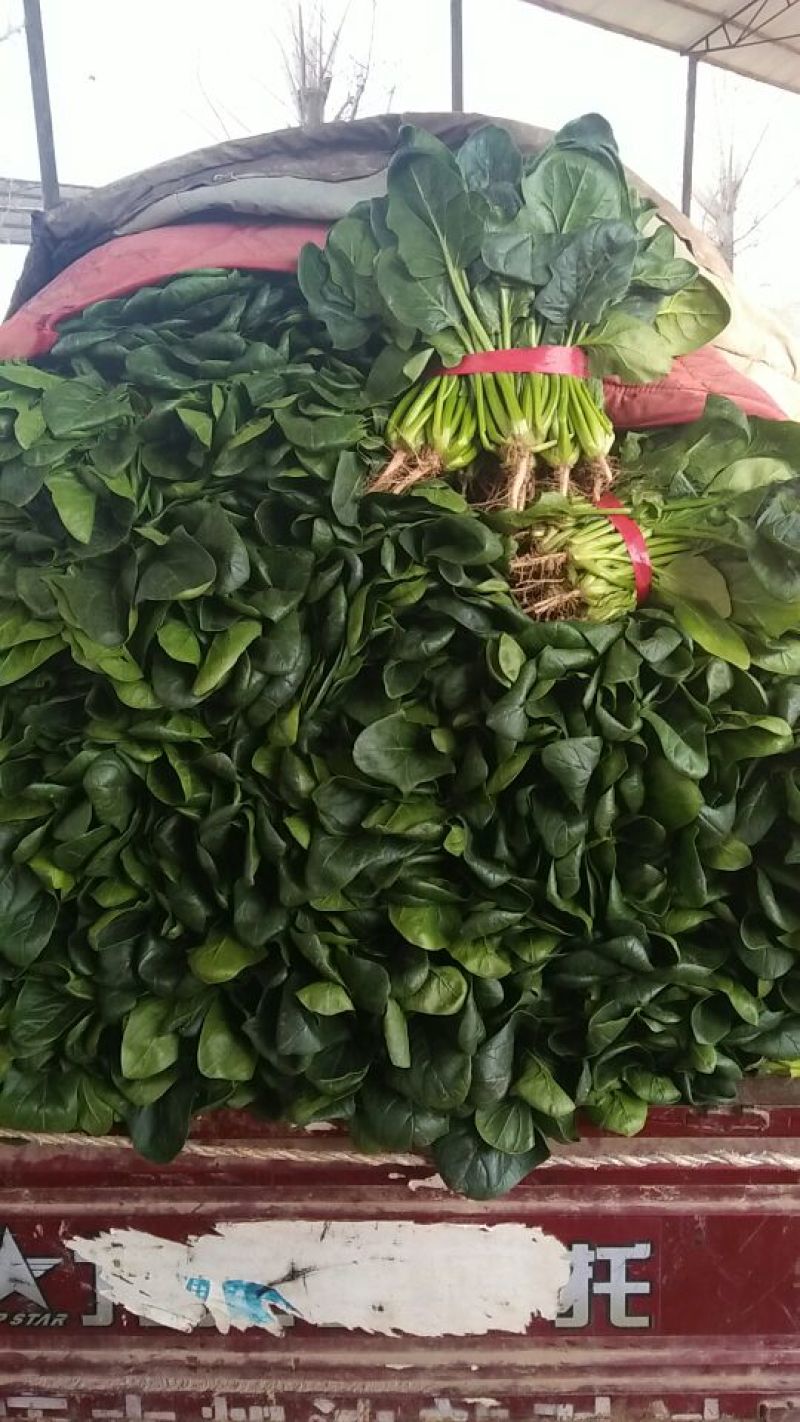 大叶菠菜25~30厘米，产地直供，大朋无公害绿色食品