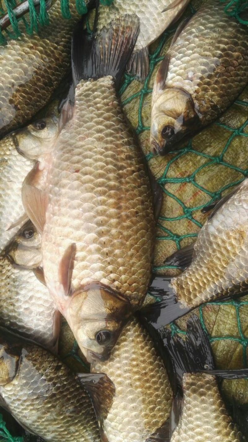 鲫鱼食用