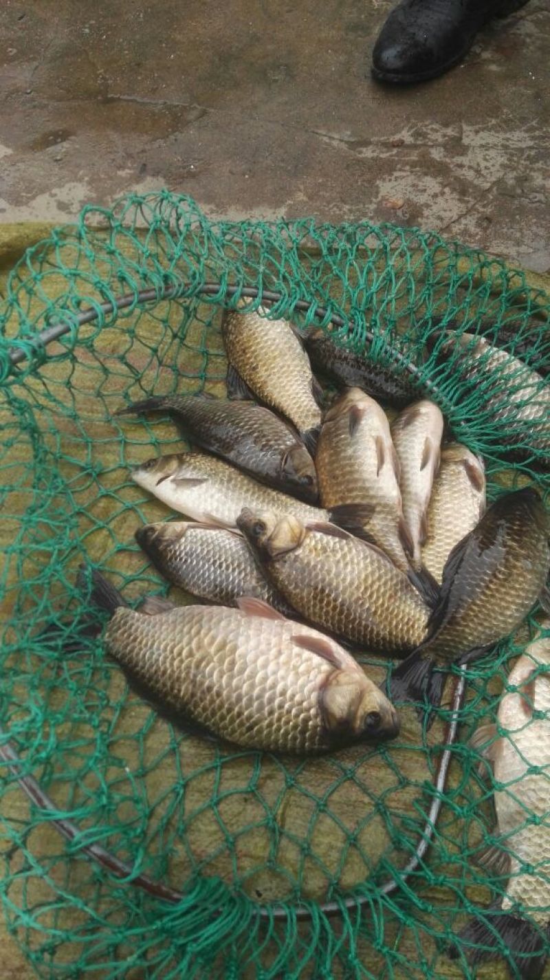 鲫鱼食用