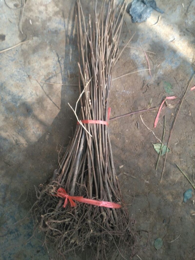 红油香椿树30~50cm