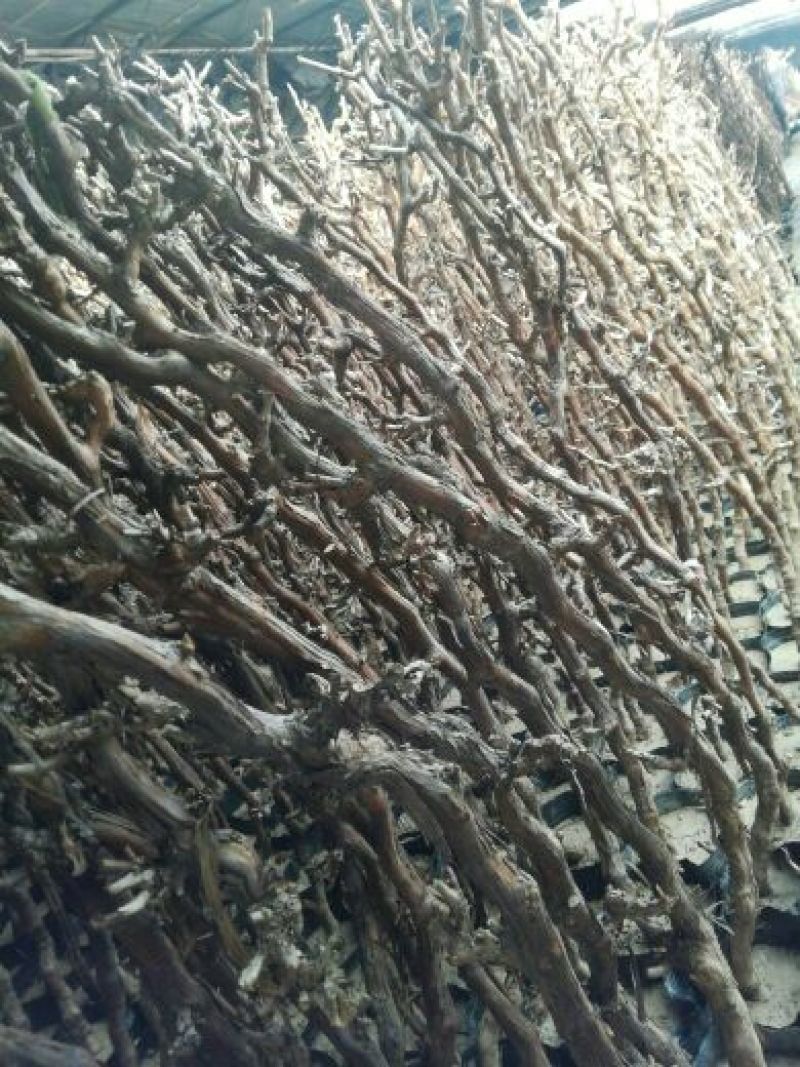 葡萄苗3年葡萄树苗新品种葡萄苗果树南北方种植树苖蓝宝石