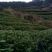 石阡苔茶特级