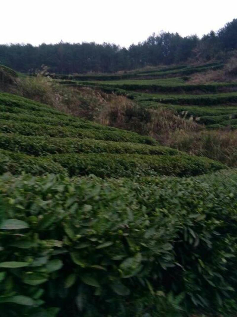石阡苔茶特级