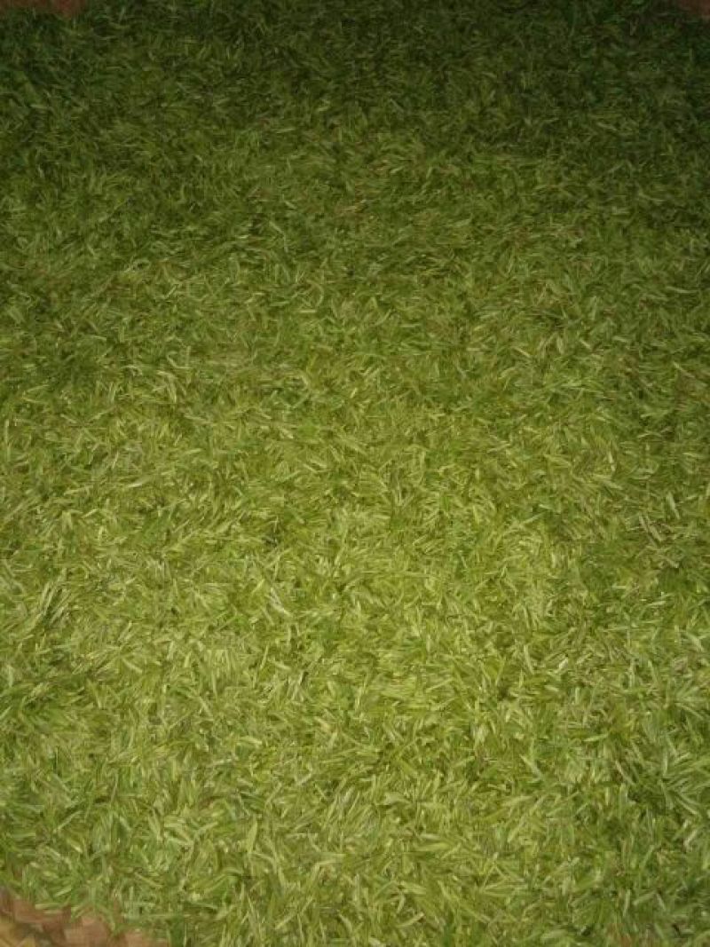 石阡苔茶特级