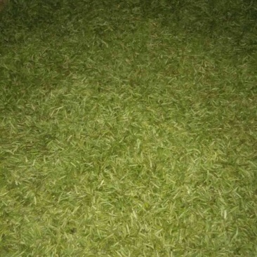 石阡苔茶特级