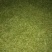 石阡苔茶特级