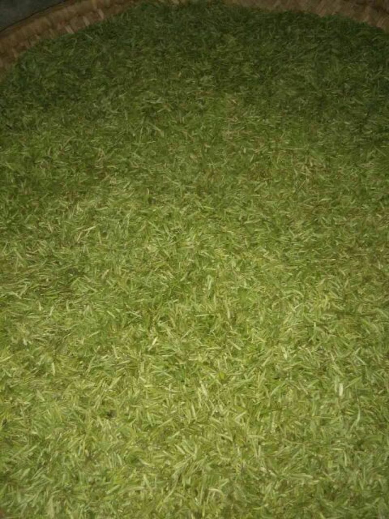 石阡苔茶特级