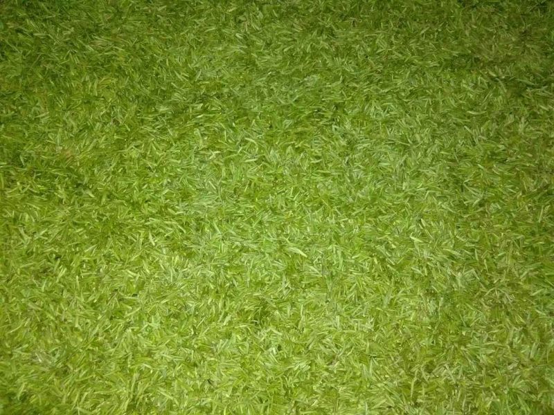 石阡苔茶特级