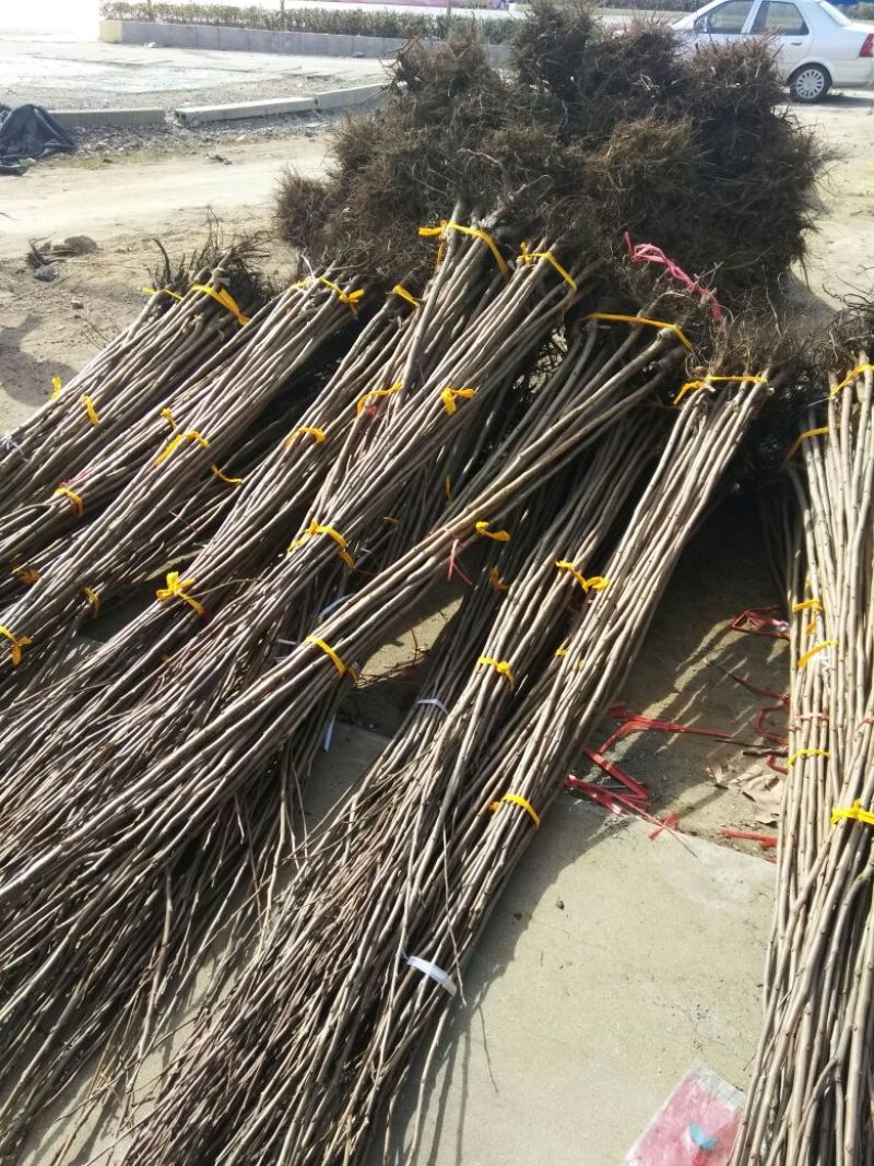 阳丰甜柿子树苗100~150cm