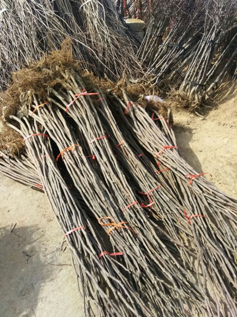 阳丰甜柿子树苗100~150cm