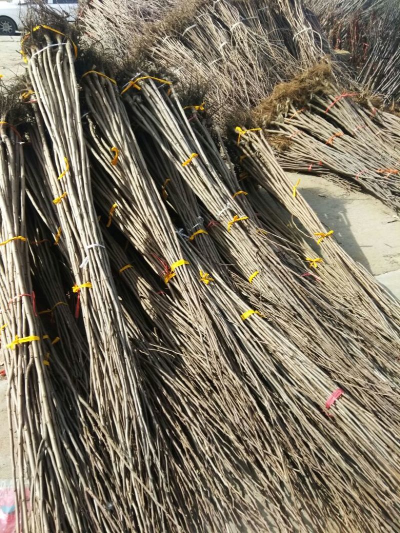 阳丰甜柿子树苗100~150cm