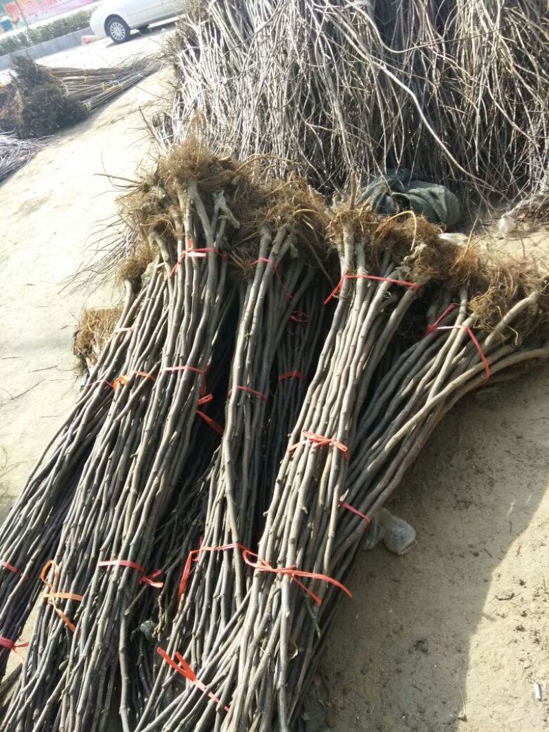 阳丰甜柿子树苗100~150cm