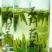 石阡苔茶特级