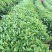 石阡苔茶特级