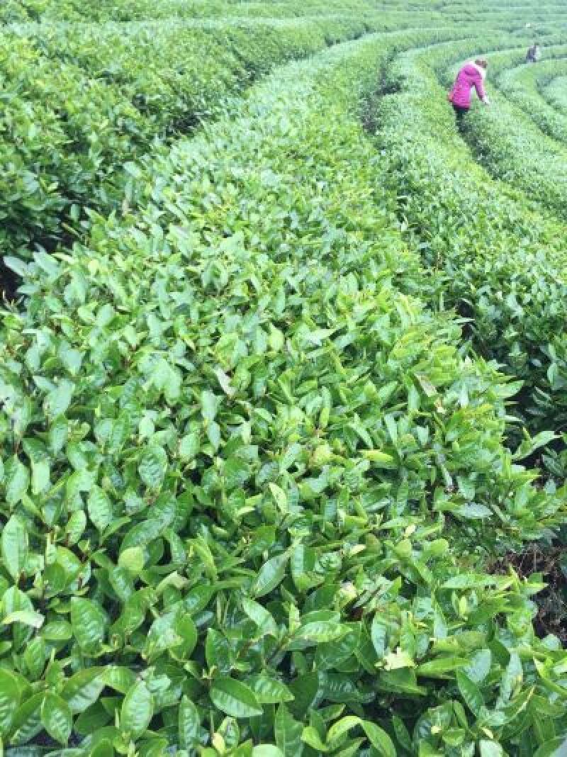 石阡苔茶特级