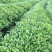 石阡苔茶特级