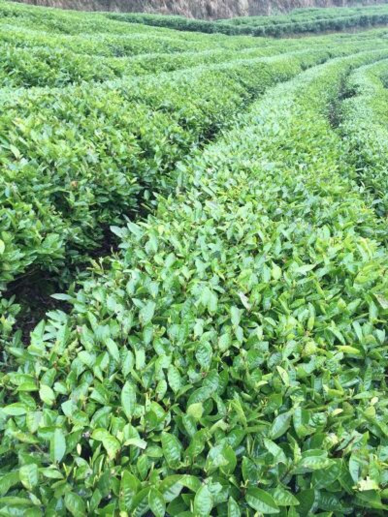 石阡苔茶特级