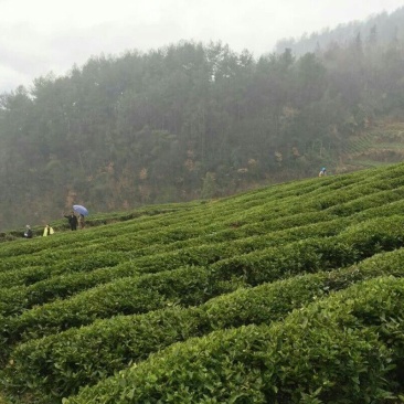 石阡苔茶特级