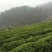 石阡苔茶特级