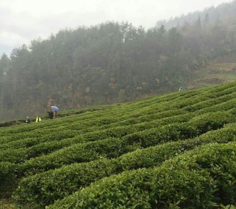 石阡苔茶特级