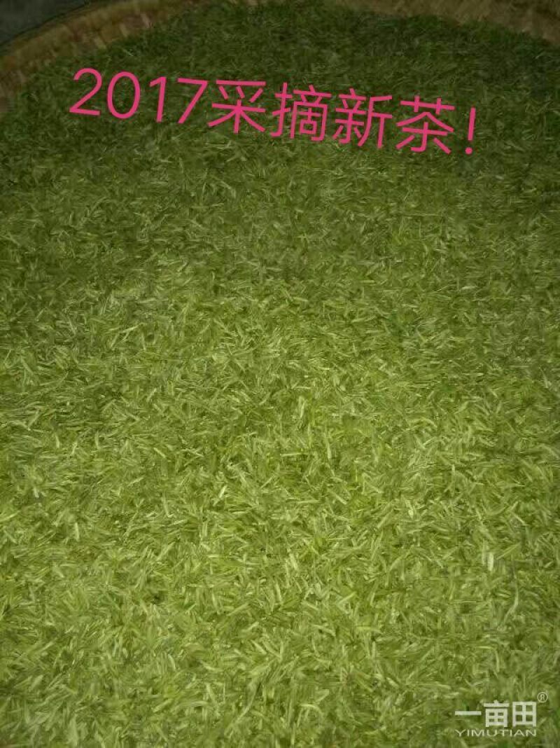 石阡苔茶特级